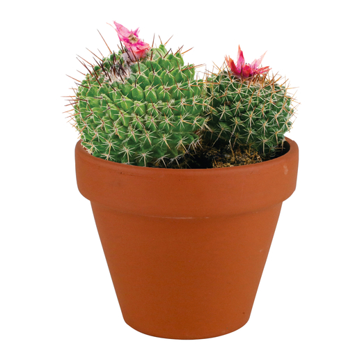 buzzy® terra cotta grow kit Five Below let go & have fun